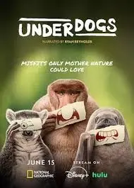 《废柴英雄》影评：小人物的逆袭之路，笑着流泪的爆米花佳作！